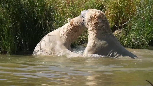 Polar bears cool down with dip in lake at Yorkshire Wildlife Park as UK braces another heatwave