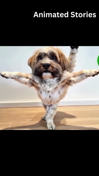 dog split in the garden | kids Entertainment |