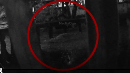 മറ്റത്തൂരിൽ വീട്ടുവരാന്തയിൽ പുലി; വിദേശത്തുള്ള വീട്ടുകാർ CCTV ദൃശ്യങ്ങൾ കണ്ട് നാട്ടിലേക്ക് അറിയിച്ചു