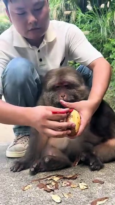 #monkey #monkey #cute #lovely