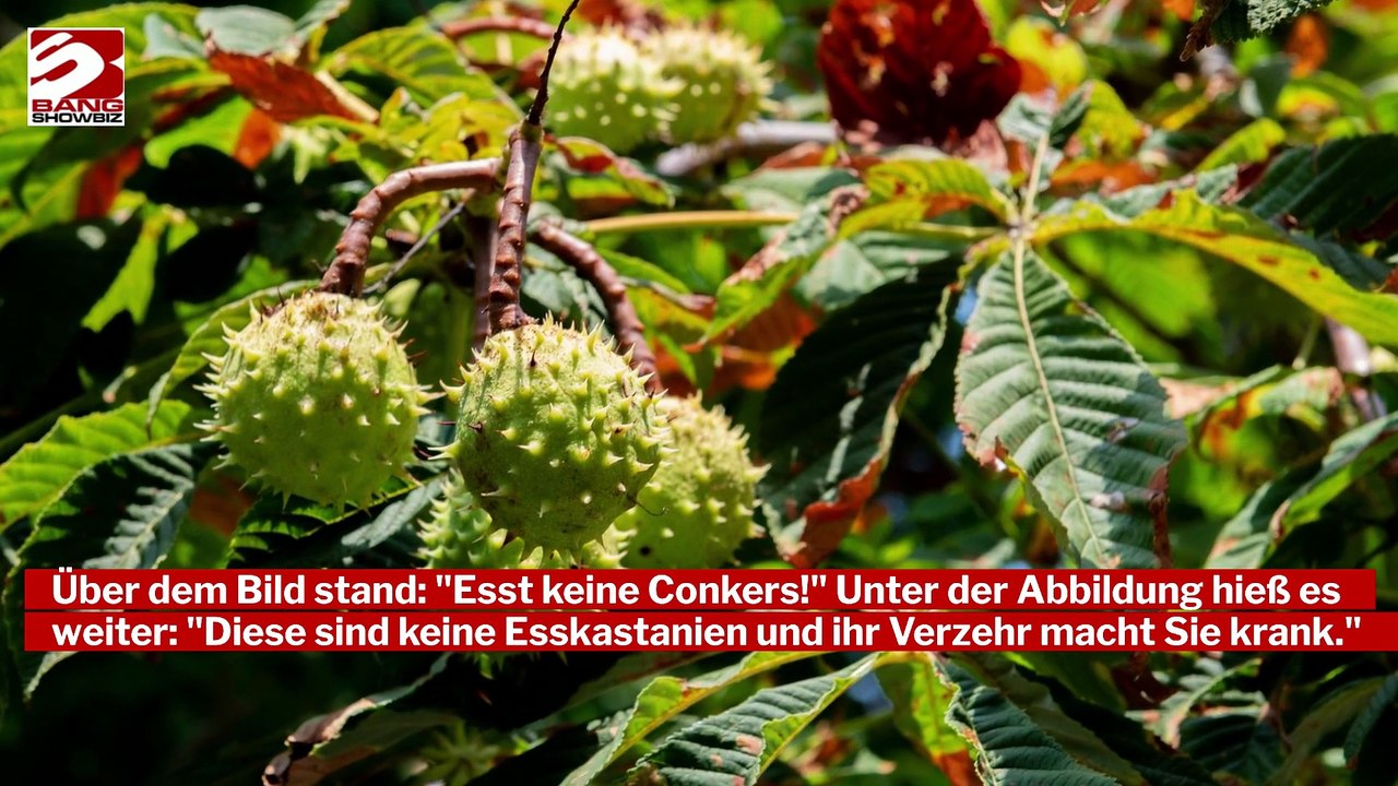 University of East Anglia warnt Studierende vor dem Essen von Kastanien