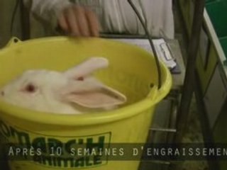 Lapin : garanti 100 % cage