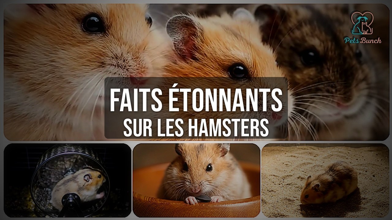 Faits étonnants sur les hamsters : Découvrez ces secrets!
