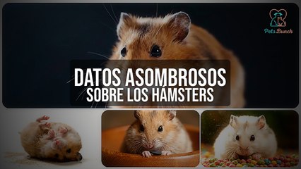 Datos Asombrosos Sobre los Hámsters