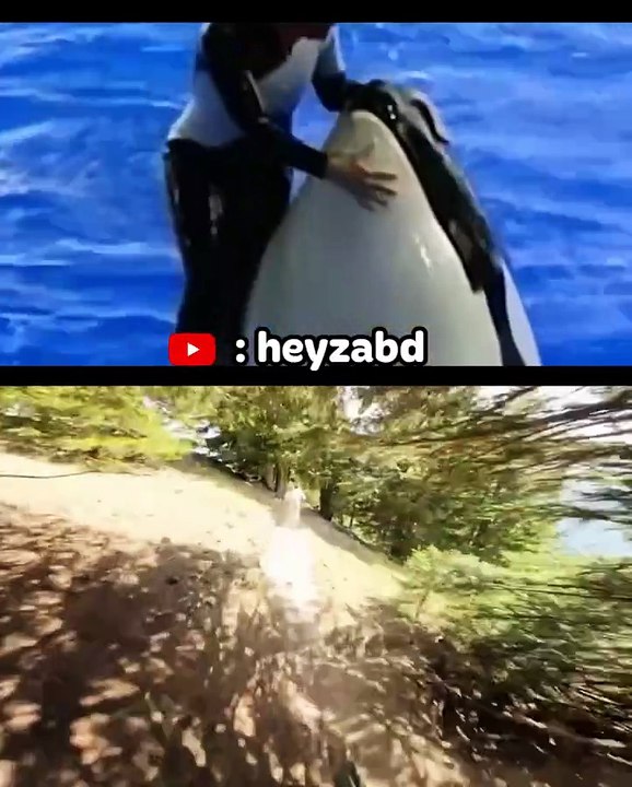 💔 The truth about the girl who died because of the killer whale 😢🐋‼️  Jessica Radcliffe Orca Attack Real Video part 3
