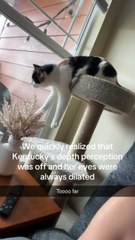 Mischievous Cats Part 1