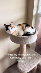 Mischievous Cats Part 5