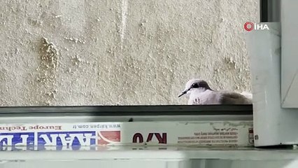2 yıldır pencerelerine yuva yapan kumruya gözleri gibi bakıyorlar