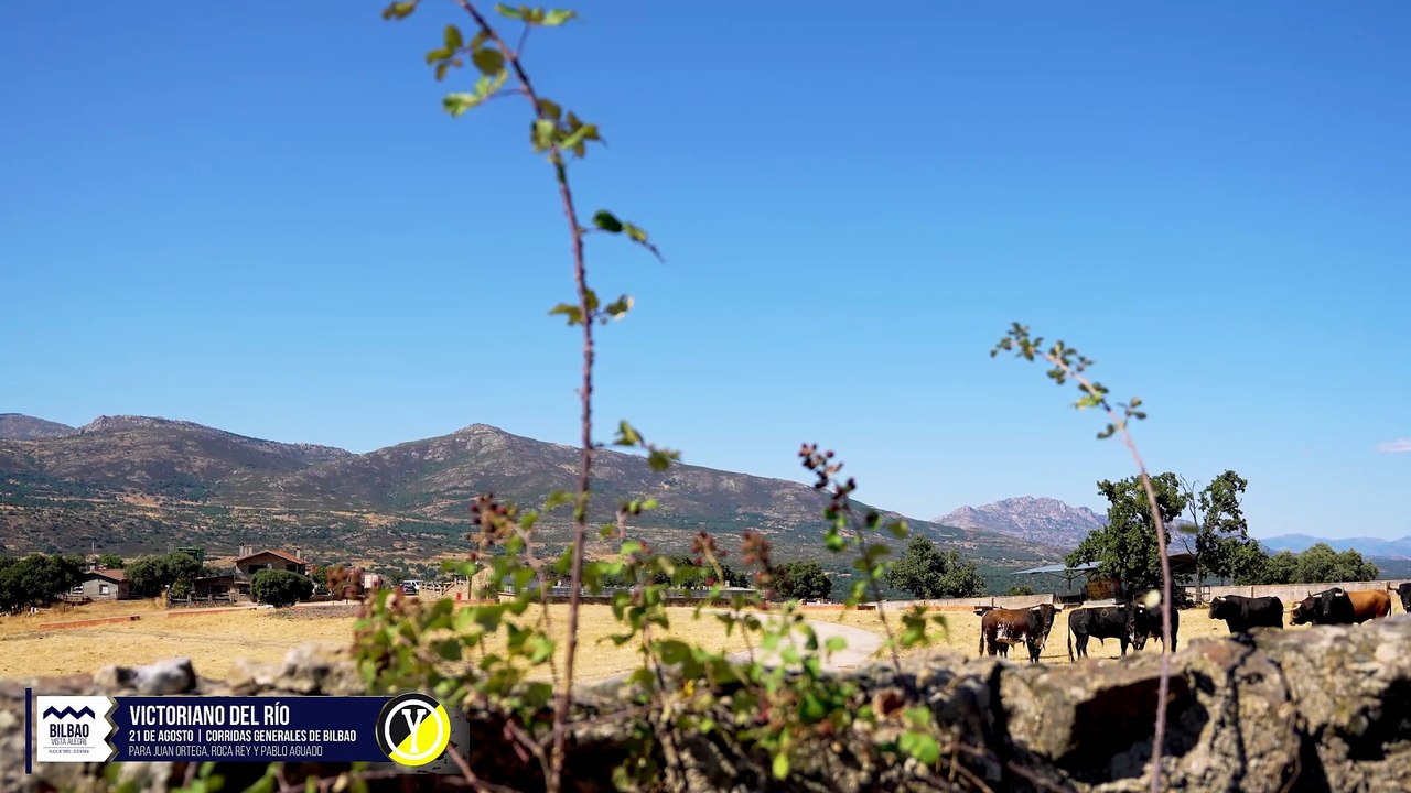 Los toros de Victoriano del Río para Bilbao