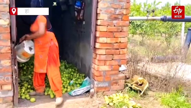 कुरुक्षेत्र में यूट्यूब ने बदली किसान की किस्मत, ताइवान पिंक अमरूद की खेती से कर रहा बंपर कमाई