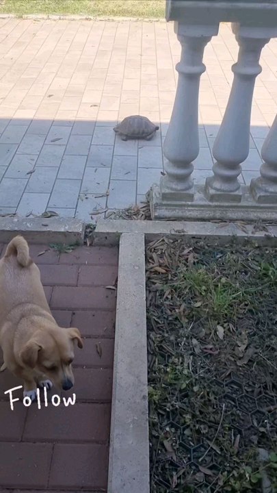 dogs vs turtle 😜🤣