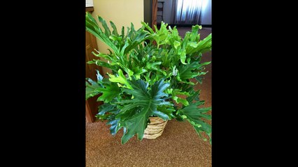 Flowers and Cards for Bill Hughes