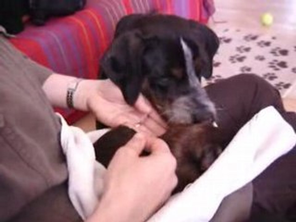 S'entendre comme Chien et Cochon d'Inde