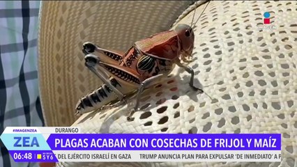 Alertan por plaga de chapulines en cosechas de frijol y maíz