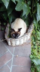 The Cutest Plant You’ll Ever See… It Meows! 🌱🐱 #shorts #funnyshorts #cats #funnycats #cutecats