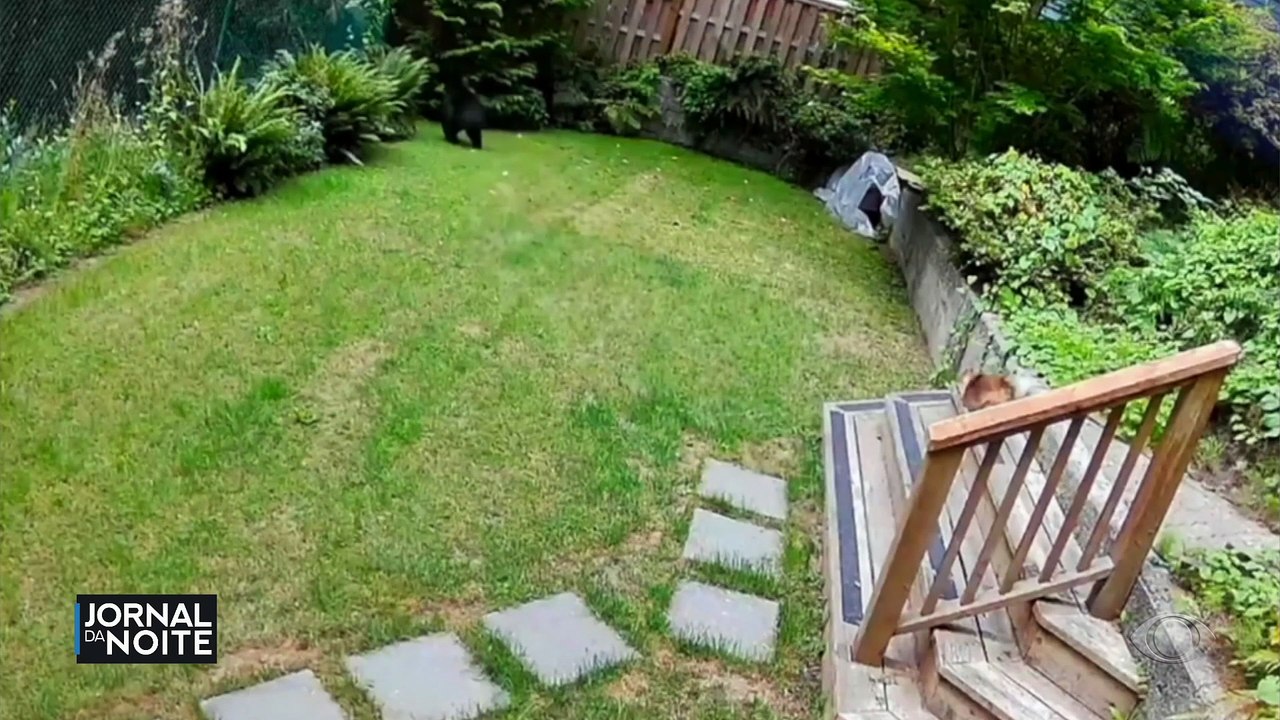 Lulu-da-pomerânia espanta urso que resolveu entrar em casa no Canadá