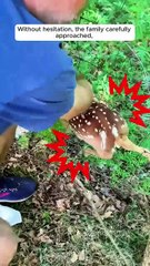 This mama deer blocked traffic to ask for help