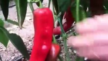 capia pepper harvest