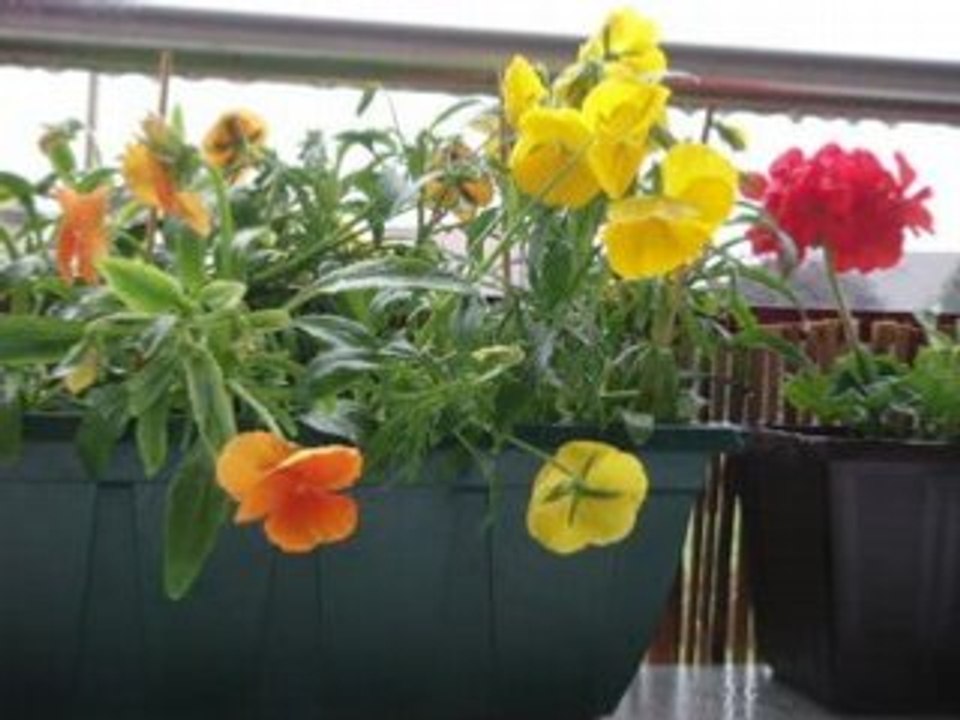 Fleurs sous la pluie