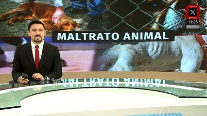Matan a perro en García: así será el proceso contra los menores implicados