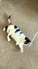 Mischievous Cats Part 12