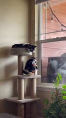 Mischievous Cats Part 9