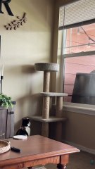 Mischievous Cats Part 11