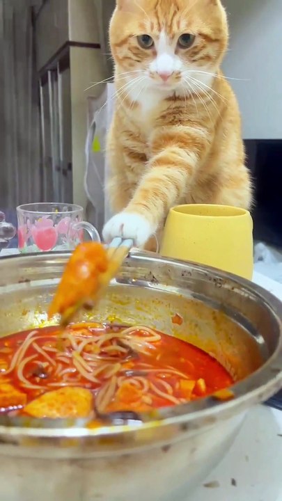 Orange cats are basically toddlers with fur 😤🍼 #fyp #foryou #cat #cats