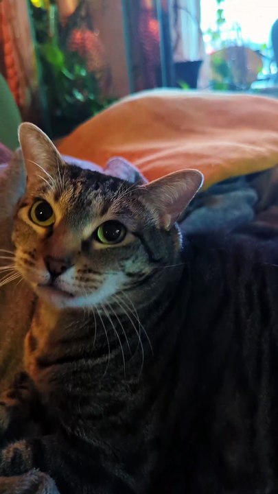 When your cat suddenly understands English… and attitude. #fyp #foryou #cat #cats