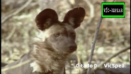 De Sol a Sol: Perros Salvajes de Mombo - Documental (1996) Español Latino *Episodio 2