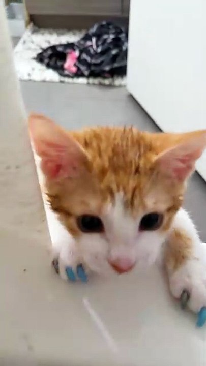 He thought I fell in and couldn’t get out... again 😅🛁🐾 #fyp #foryou #cat #cats