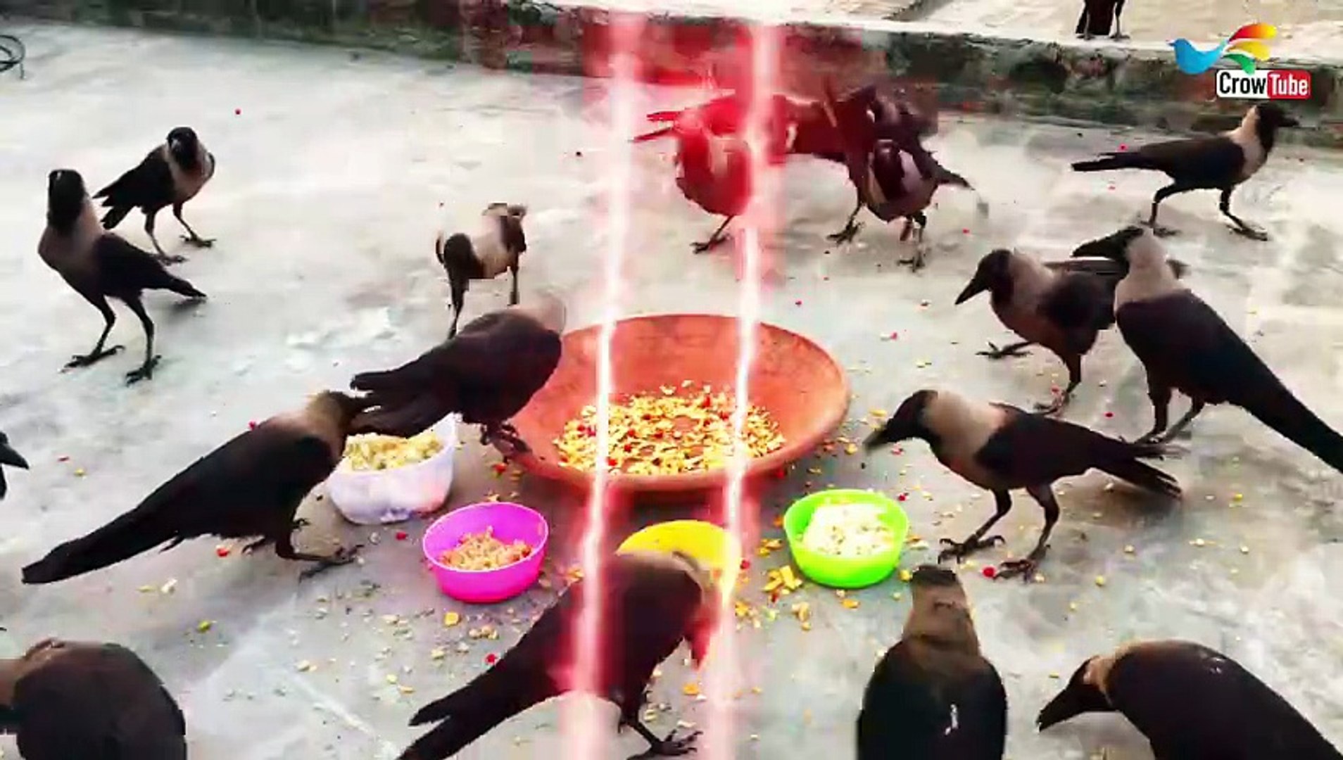 ⁣Kaka sound and noises of crow birds | Clear crystal crow bird crowing sounds, Crow & Cheese