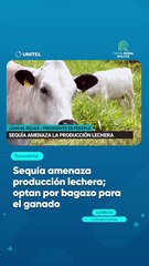 Sequía amenaza producción lechera; optan por bagazo para el ganado