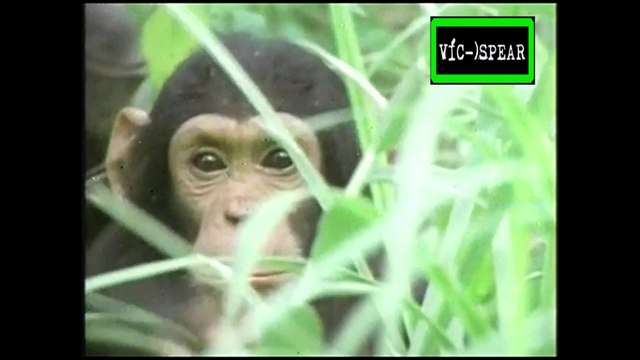 De Sol a Sol: Los chimpancés de Gombe - Documental (1996) Español Latino *Episodio 1
