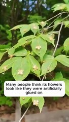 Euonymus obovatus_ the running strawberry bush is a trailing_ woodland groundcover plant of the fami