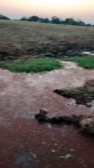 Fire ants built an ant-bridge to cross a stream
