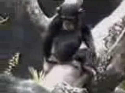 Startvg.com - Monkey faints