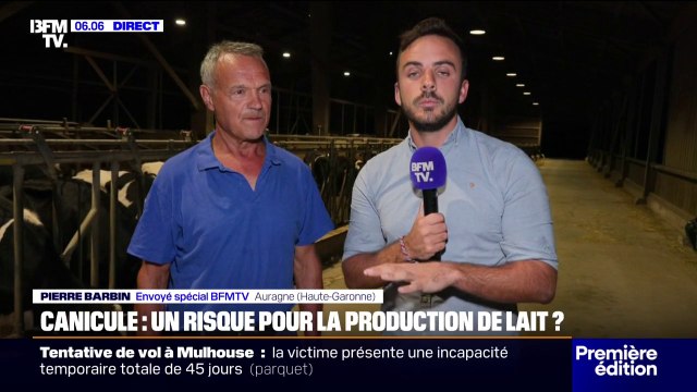 Impact de la canicule sur les vaches: C'est une sorte de stress thermique (...) la production (de lait) diminue , explique un éleveur