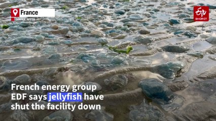 Jellyfish Force French Nuclear Plant Shutdown