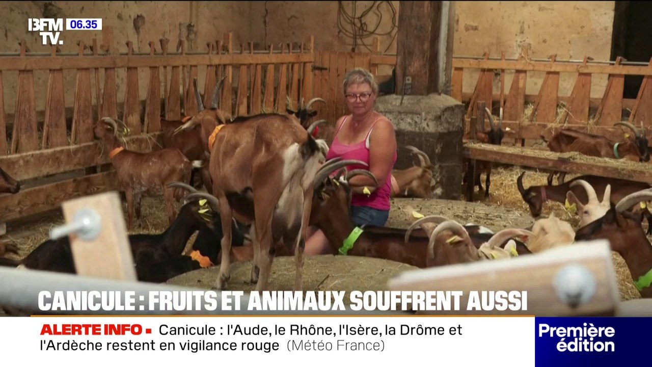 Canicule: dans les étables et dans les zoos, les animaux souffrent aussi de la chaleur