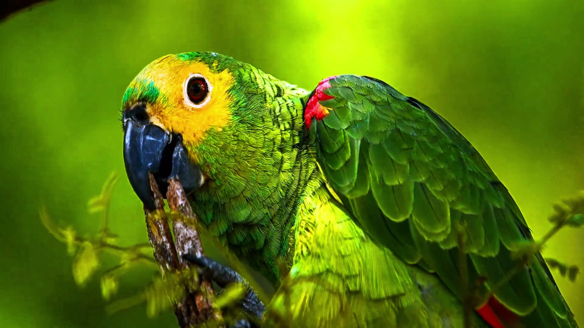 ⁣BEAUTIFUL PARROTS 8K Ultra HD wallpaper