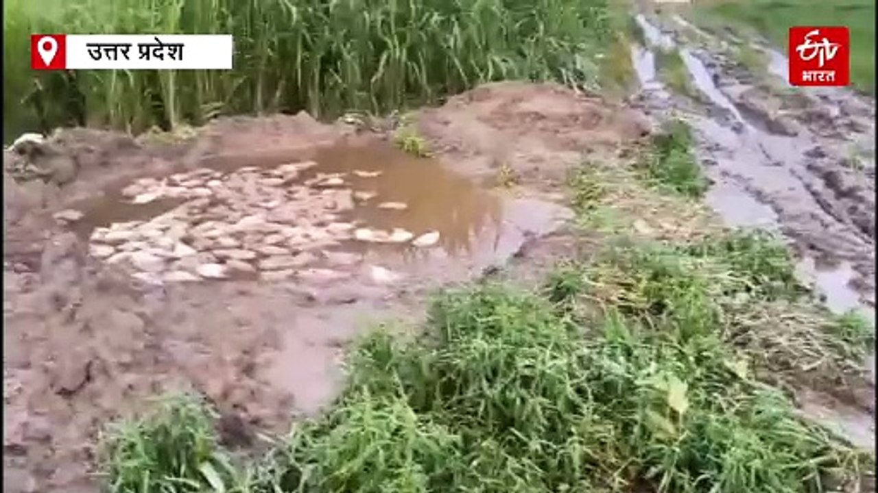 रामपुर में बर्ड फ्लू ; जिला प्रशासन ने 35 हजार मुर्गियों को मार कर दफनाया, पोल्ट्री फार्म सील