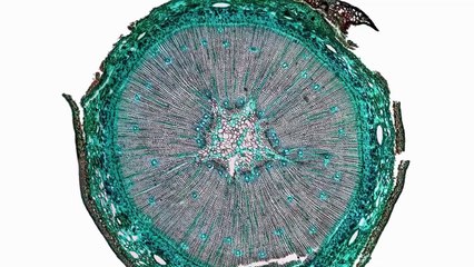 What Tree Rings Reveal About Ancient Weather & Climate History