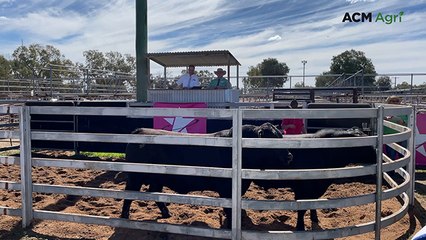 Equal top-priced bull sold at Te Mania’s 2025 Northern Sale