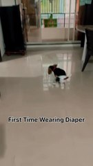 First Time Wearing Diaper