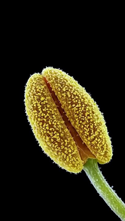 🌼 Pollen on Anther ✨ | Stunning Macro Video of Nature’s Detail 🔬