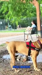 Dogs like to play in mud puddles