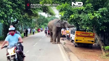 Injured elephant repeatedly visits Indian village for food and water