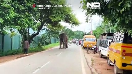 فیل زخمی روزی ۲ بار برای پیدا کردن آب و غذا به روستایی در هند می‌رود