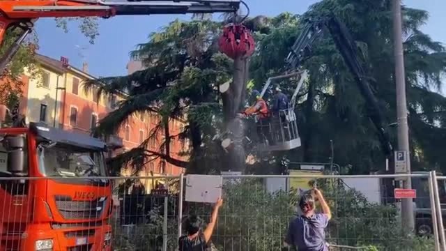 Bologna, il video del taglio del bagolaro in piazza dell'Unità per il cantiere del tram: protestano gli ambientalisti